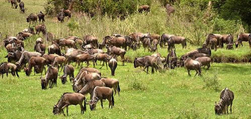 Mara River Lodge Aitong Екстериор снимка